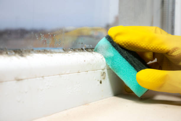 Best Black Mold Removal  in Eagleview, PA