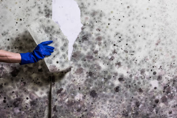 Best Certified Mold Removal  in Eagleview, PA